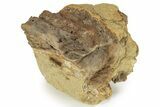 Fossil Hadrosaur Teeth, Tendon & Bone In Sandstone - Wyoming #227486-3